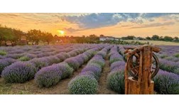 LIVADA CU LAVANDA